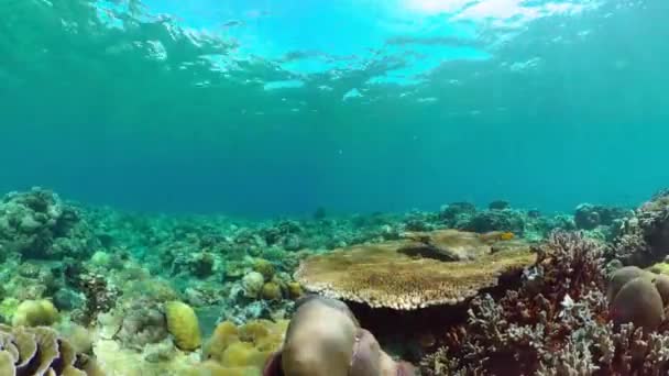 サンゴ礁のシーン 熱帯の水中魚 硬くて柔らかいサンゴ 水中の風景 — ストック動画