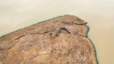 A crocodile basks in the sun lying on a rock. Alligators in their natural habitat. Sri Lanka. Panama Wewa.