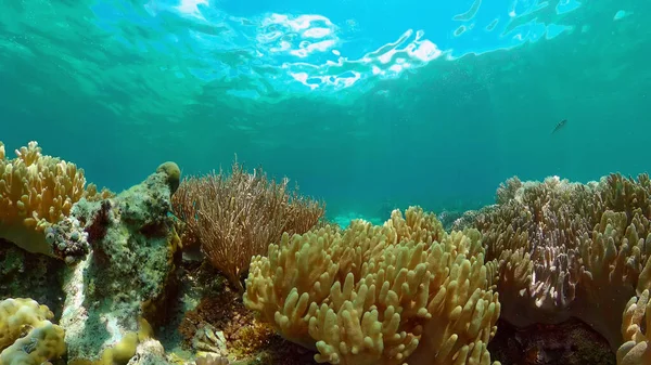 Arrecife Coral Tropical Garden Peces Marinos Tropicales Submarinos Colorido Arrecife — Foto de Stock