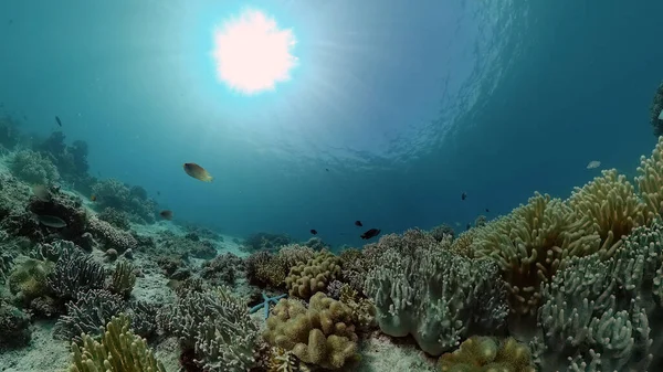 Красочный Тропический Коралловый Риф Сцена Рифа Морской Мир Филиппины — стоковое фото