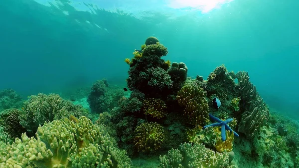 Piękny Podwodny Krajobraz Tropikalnymi Rybami Koralami Życia Rafa Koralowa Filipiny — Zdjęcie stockowe