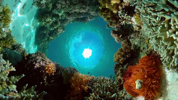 Víz Alatti Világ Színes Hal Korallzátony Trópusi Zátony Tengerészgyalogos Fülöp — Stock Fotó