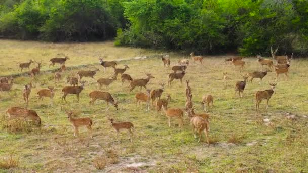 Краєвид Оленів Серед Тропічних Хатин Національного Парку Шрі Ланки — стокове відео
