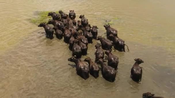 Flygfoto Över Flocken Vattenbufflar Kyls Ner Floden Sri Lanka — Stockvideo