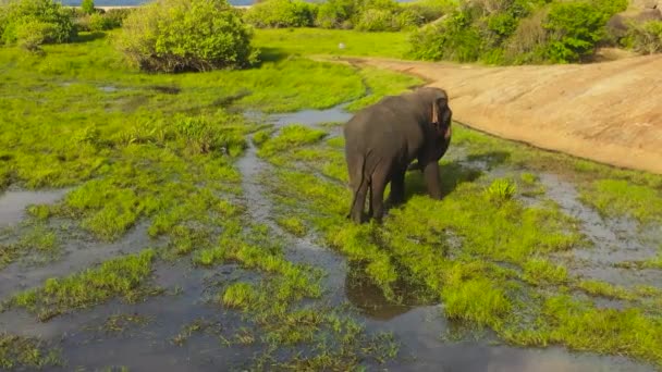 Elefante Selvatico Nutre Erba Una Palude Baia Arugam Sri Lanka — Video Stock