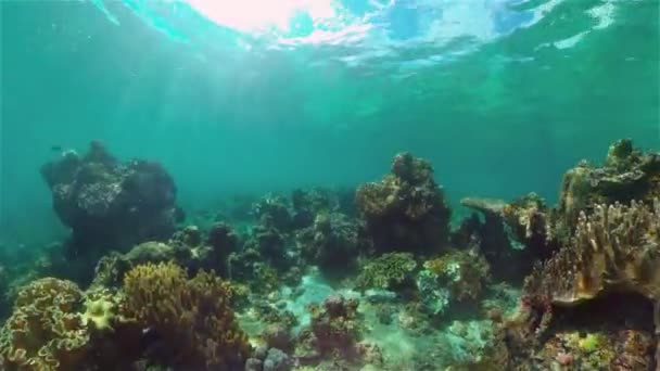 Renkli Tropikal Mercan Resifi Sahne Resifi Deniz Yaşamı Deniz Dünyası — Stok video