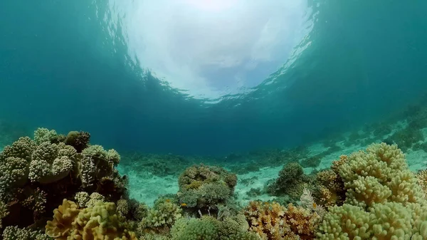 Korallträdgårdens Kustlandskap Och Undervattensvärlden Färgglada Tropiska Korallrev Livkorallrev Filippinerna — Stockfoto