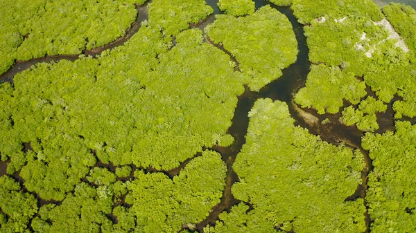 Alberi Mangrovie Acqua Isola Tropicale Ecosistema Nelle Filippine Una Foresta — Foto Stock