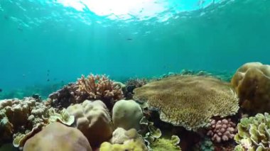 Coral reef and tropical fishes. The underwater world.