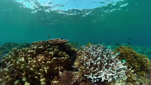 Coral Reef Fish Scene Tropical Underwater Sea Fish Colourful Tropical — Stockvideo