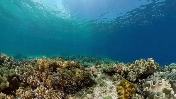 Escena Submarina Coral Reef Peces Tropicales Submarinos Filipinas — Foto de Stock