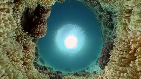 珊瑚礁上的热带鱼类水下场景五彩斑斓的热带珊瑚礁大堡礁菲律宾 — 图库照片