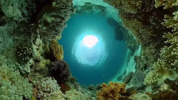 Sealife Dyk Nära Ett Korallrev Vackra Färgglada Tropiska Fiskar Livliga — Stockfoto