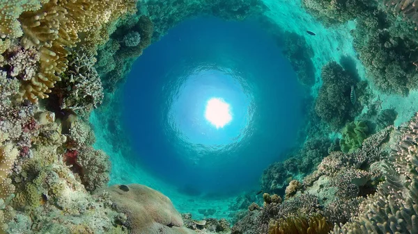 Trópusi Halak Korallzátonyok Víz Alatt Kemény Puha Korallok Víz Alatti — Stock Fotó