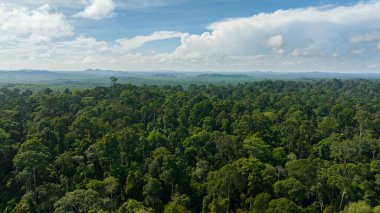 Tropikal orman ve ormanın havadan görünüşü. Borneo, Malezya.
