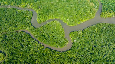 Borneo adasındaki Mangrovlar ve yağmur ormanları. Malezya.