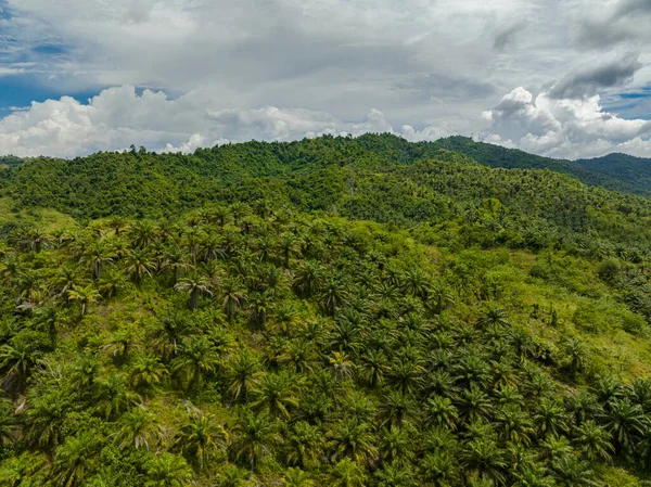 Plantaciones Palma Aceitera Malasia Palmas Aceite Borneo — Foto de Stock