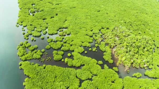 Bosques Verdes Manglar Con Ríos Canales Isla Tropical Dron Aéreo — Vídeos de Stock