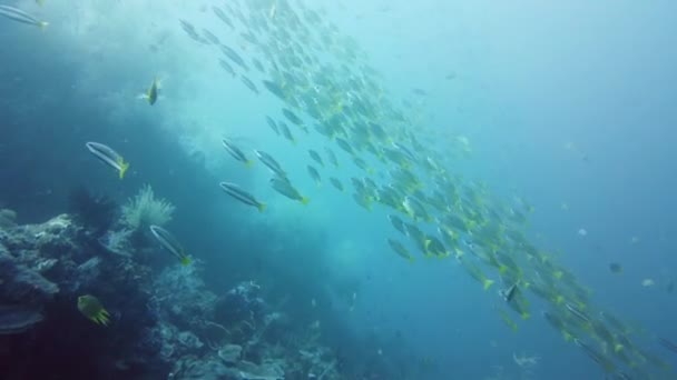 Una Escuela Peces Tropicales Aguas Azules Arrecife Submarino Con Peces — Vídeo de stock