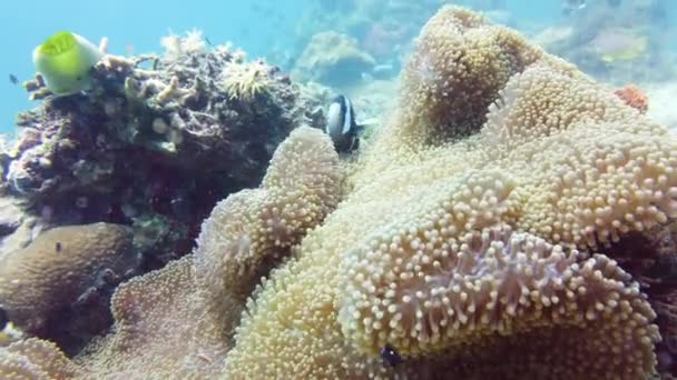 Klown Anemonefish Ukrywający Się Wśród Macek Swojego Morskiego Anemona Podwodny — Wideo stockowe