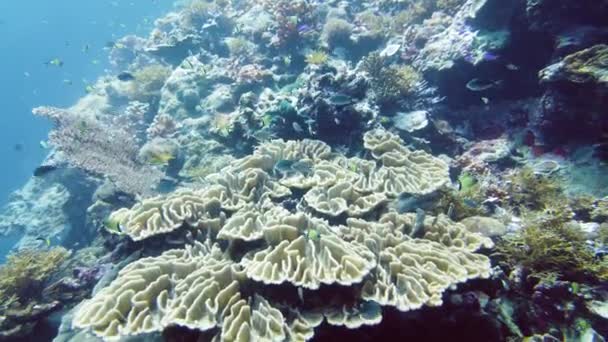 바다와 산호초입니다 물고기와 바다에 물고기 산호초 필리핀 레이테 — 비디오