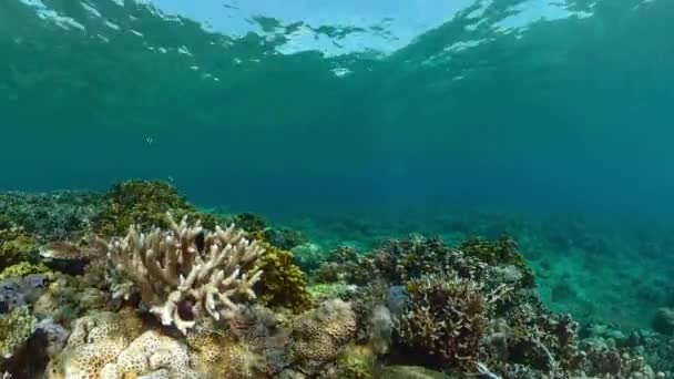 Pesci Tropicali Barriera Corallina All Atto Immersione Bellissimo Mondo Sottomarino — Video Stock