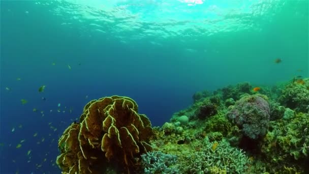 Tropiska Blå Vatten Färgglada Fiskar Tropiska Undervattensfiskar Filippinerna — Stockvideo