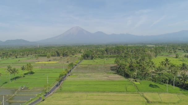热带风景稻田 棕榈树 山地在农村 印度尼西亚空中拍摄到的有农作物的空中观察农田 — 图库视频影像