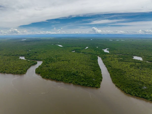 Yağmur Ormanlarının Ormanın Bataklıklar Sulak Alanlardaki Havadan Görünüşü Menumbok Orman — Stok fotoğraf