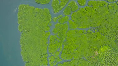 Hava manzaralı yeşil ekoloji mangrovu deniz koyuna tropikal yağmur ormanı. Mangrove manzarası. Siargao, Filipinler.