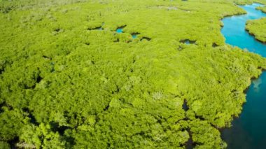 Tropikal bir adada sudaki mangrov ağaçları. Filipinler 'de bir ekosistem, bir mangrov ormanı.