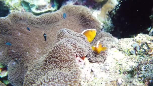 Θαλάσσια Ανεμώνη Και Ψάρια Κλόουν Στον Κοραλλιογενή Ύφαλο Τροπικά Ψάρια — Αρχείο Βίντεο