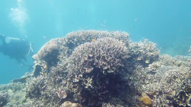Тропічний Кораловий Риф Підводні Риби Корали Лейте Філіппіни — стокове відео