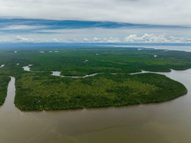 Mangrove ormanları ve sulak alanlardaki ormanlar. Menumbok orman rezervi. Borneo, Sabah, Malezya.