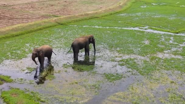 Aerial Drone Elephants Agricultural Land Rice Fields Animales Salvajes Bahía — Vídeos de Stock