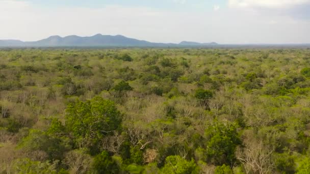 Ліси Джунглів Тропічних Лісів Національного Парку Шрі Ланка — стокове відео