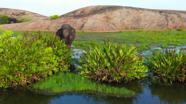ジャングルの中の国立公園内の象のトップビュー アルガム湾 スリランカ — ストック動画