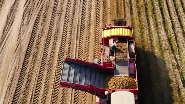 ジャガイモを収穫するための農地でトラクターとジャガイモの収穫機 ジャガイモを収穫する農業機械 — ストック動画