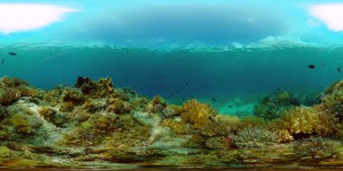 Resif Mercan Tropikal Bahçesi. Tropik sualtı balığı. Renkli tropikal mercan resifi. Filipinler. 360 panorama VR