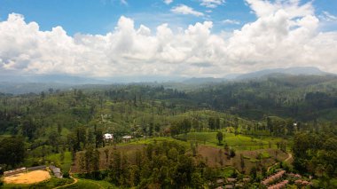 Aerial view of Tea plantations in Sri Lanka. Mountain landscape with tea estate.