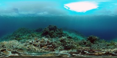 Mercan kayalıkları ve tropik balıklar. Mercan Kayalıkları ve Su Altında Balıklar. Filipinler 'in sualtı dünyası. 360 panorama VR