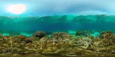 Sahne resifi. Deniz yaşamı deniz dünyası. Su altı balık resifi denizcisi. Filipinler. Sanal Gerçeklik 360.