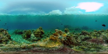Tropikal balıklar ve mercan resifleri dalgıçlık yapıyor. Mercanlar ve tropikal balıklarla dolu sualtı dünyası. Filipinler. Sanal Gerçeklik 360.