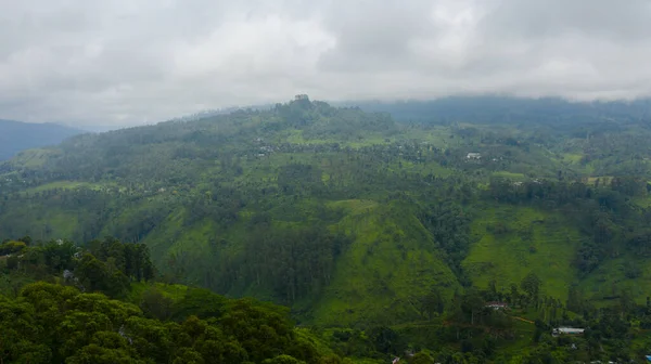 Tea Estate Sri Lanka High Mountain Tea Plantation — Stock Photo, Image