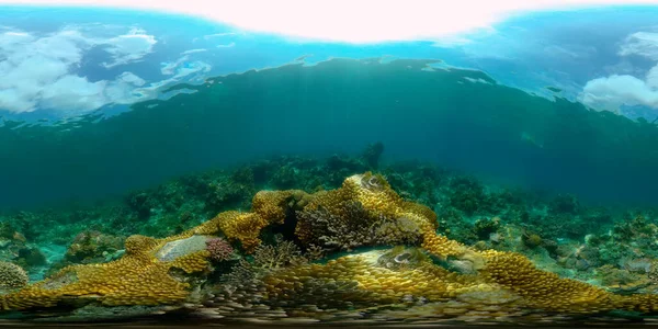 Tropical Fish Corals Marine Reef. Underwater Sea Tropical Life. Tropical underwater sea fishes. Underwater fish reef marine. Tropical colorful underwater seascape. Philippines. 360 panorama VR