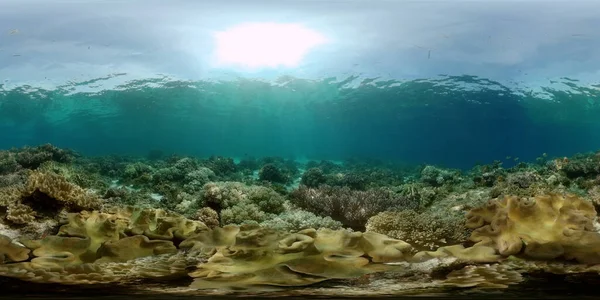 Υποβρύχια Τροπικά Πολύχρωμα Μαλακά Σκληρά Κοράλλια Θαλασσογραφία Υποβρύχια Ψάρια Ύφαλο — Φωτογραφία Αρχείου