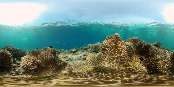 Hermoso Paisaje Submarino Con Peces Tropicales Corales Filipinas 360 Panorama — Foto de Stock
