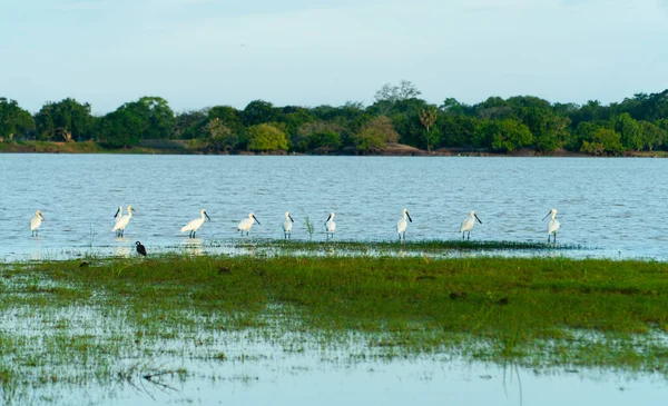 湿地上的苍鹭和其他鸟类 Kumana国家公园1 斯里兰卡 — 图库照片