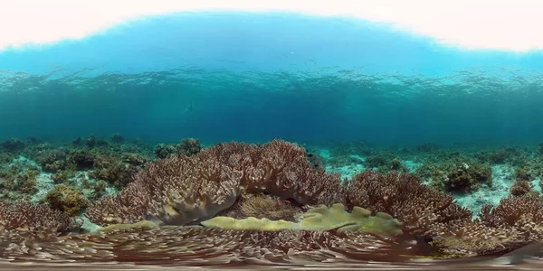 Poissons Tropicaux Récifs Coralliens Plongée Monde Sous Marin Avec Coraux — Photo