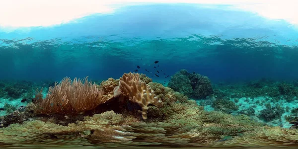 Tropiska Fiskar Och Korallrev Vid Dykning Undervattensvärlden Med Koraller Och — Stockfoto